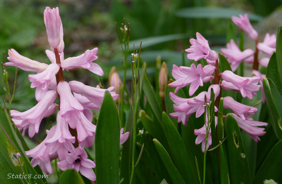 Close up of pink Hyacinth blooms