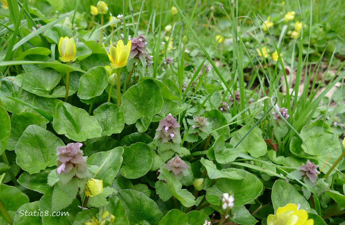 Dead Nettle blooms with Lesser Celandine blooms