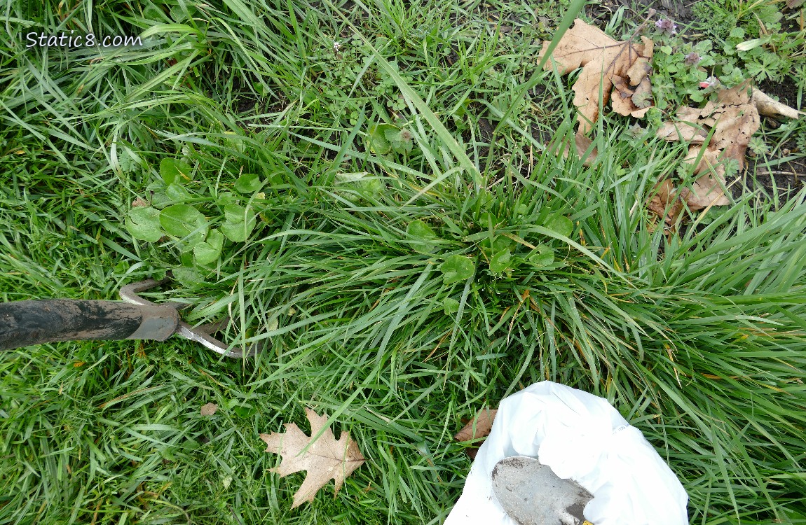 Lesser Celandine plants growing in the grass