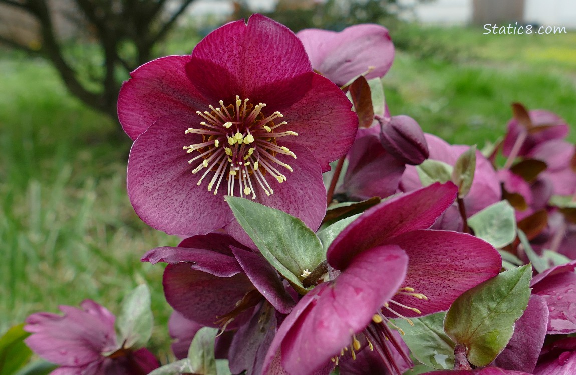 Purple Lenten Rose blooms