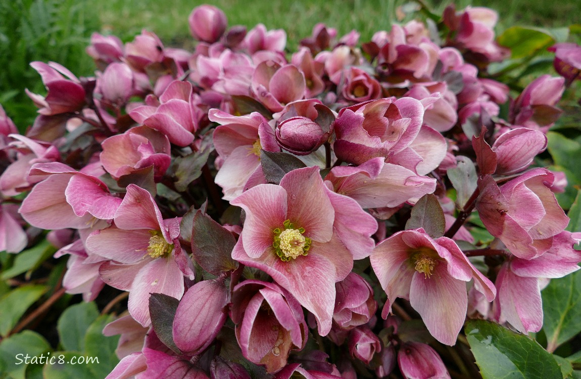 Pink Lenten Rose blooms