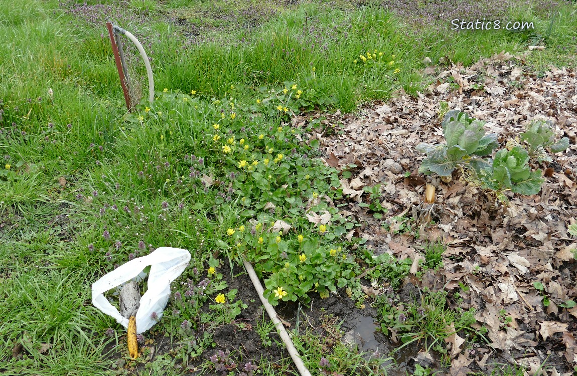 Garden plot with Lesser Celandine growing and blooming