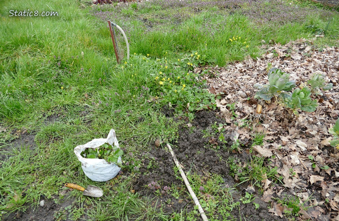 Garden plot with Lesser Celandine growing and blooming