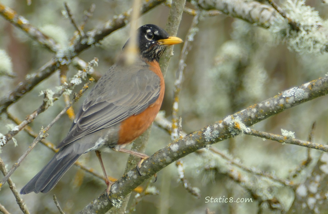 American Robin standing among mossy sticks