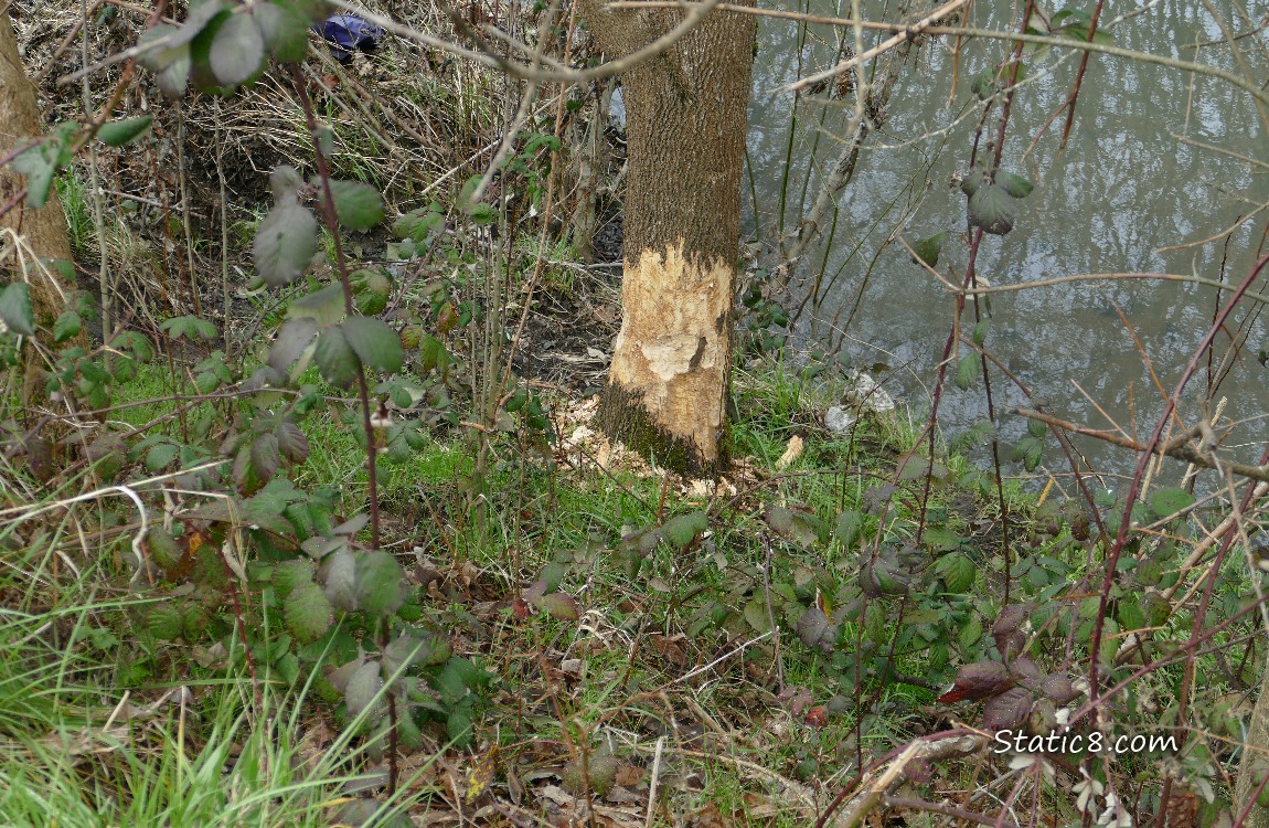 Tree with Beaver work at the bottom of the trunk