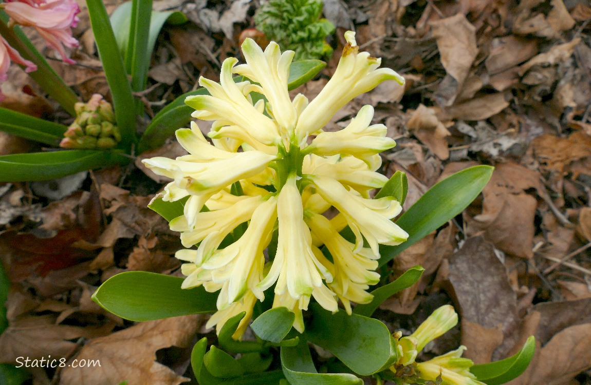 Yellow Hyacinth bloom coming up from the leaf mulch
