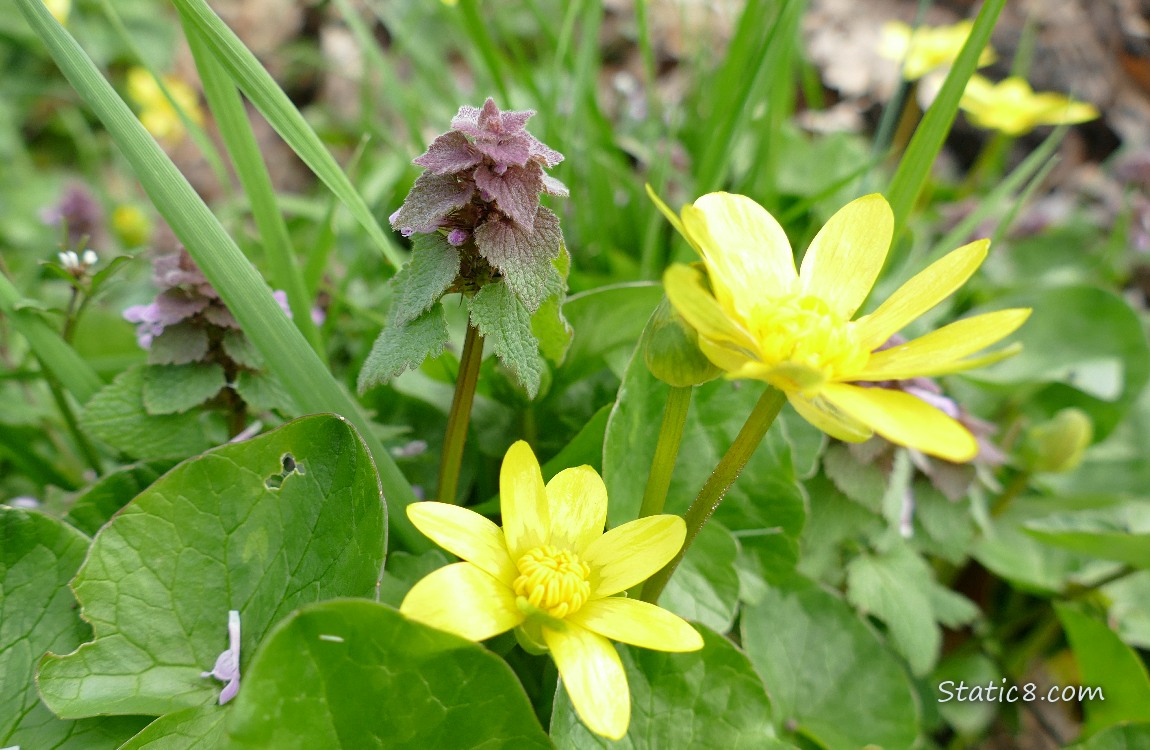 Lesser Celandine blooms with Dead Nettle blooms