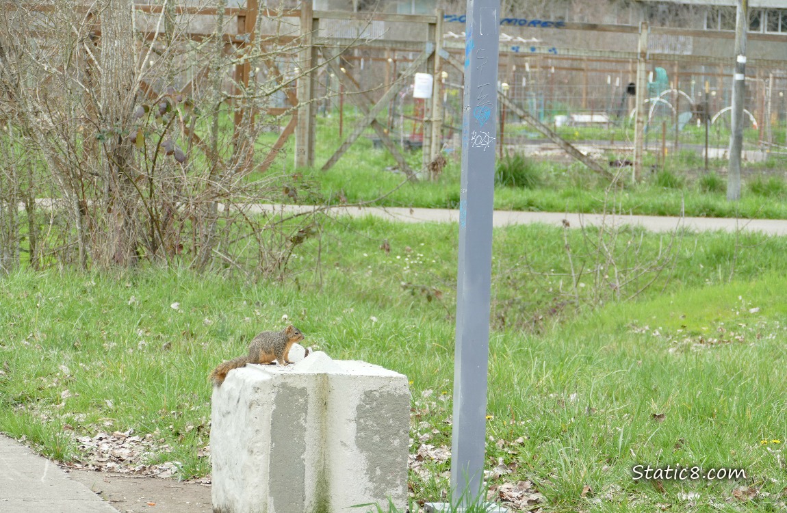 Squirrel on a concrete block with the garden fence in the background