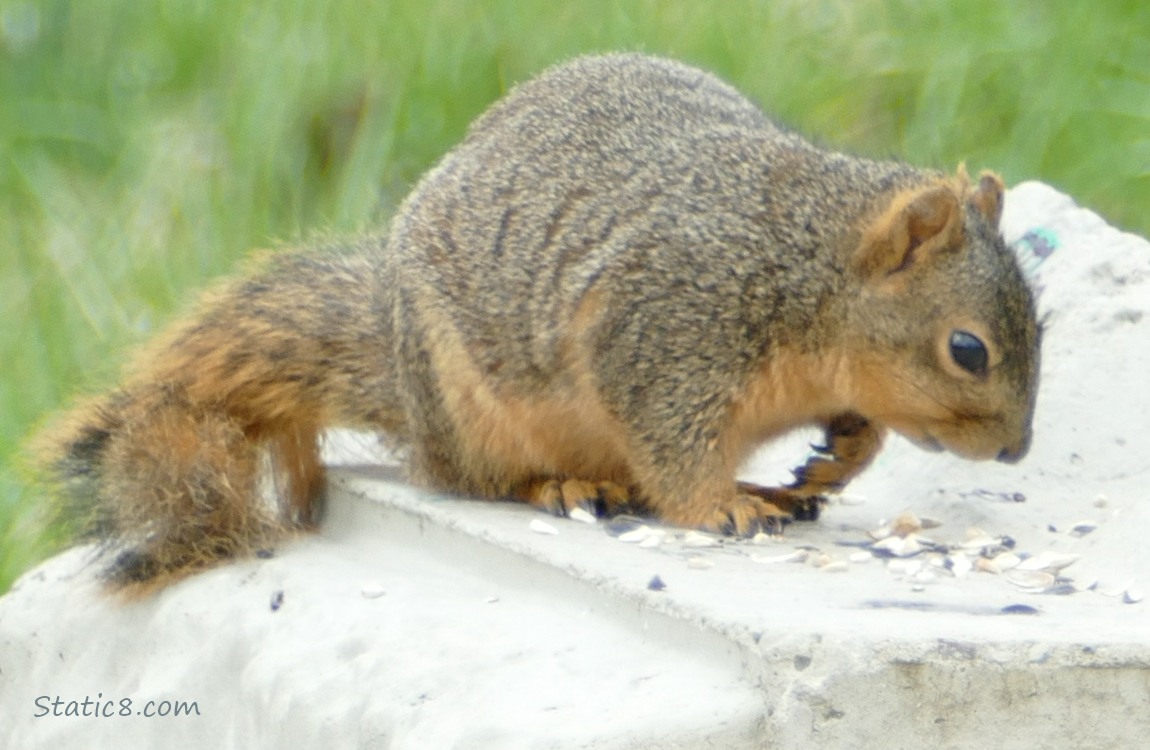 Squirrel next to some sunflower shells