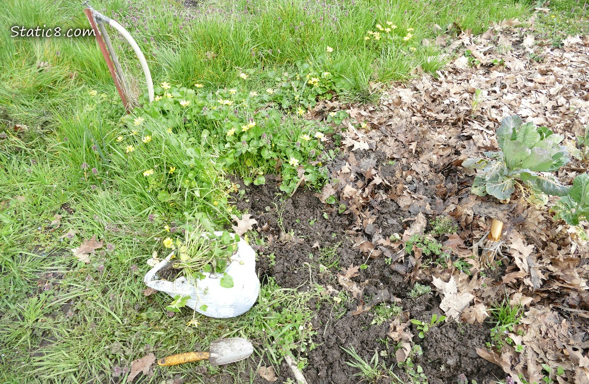Garden plot with Lesser Celandine growing in it