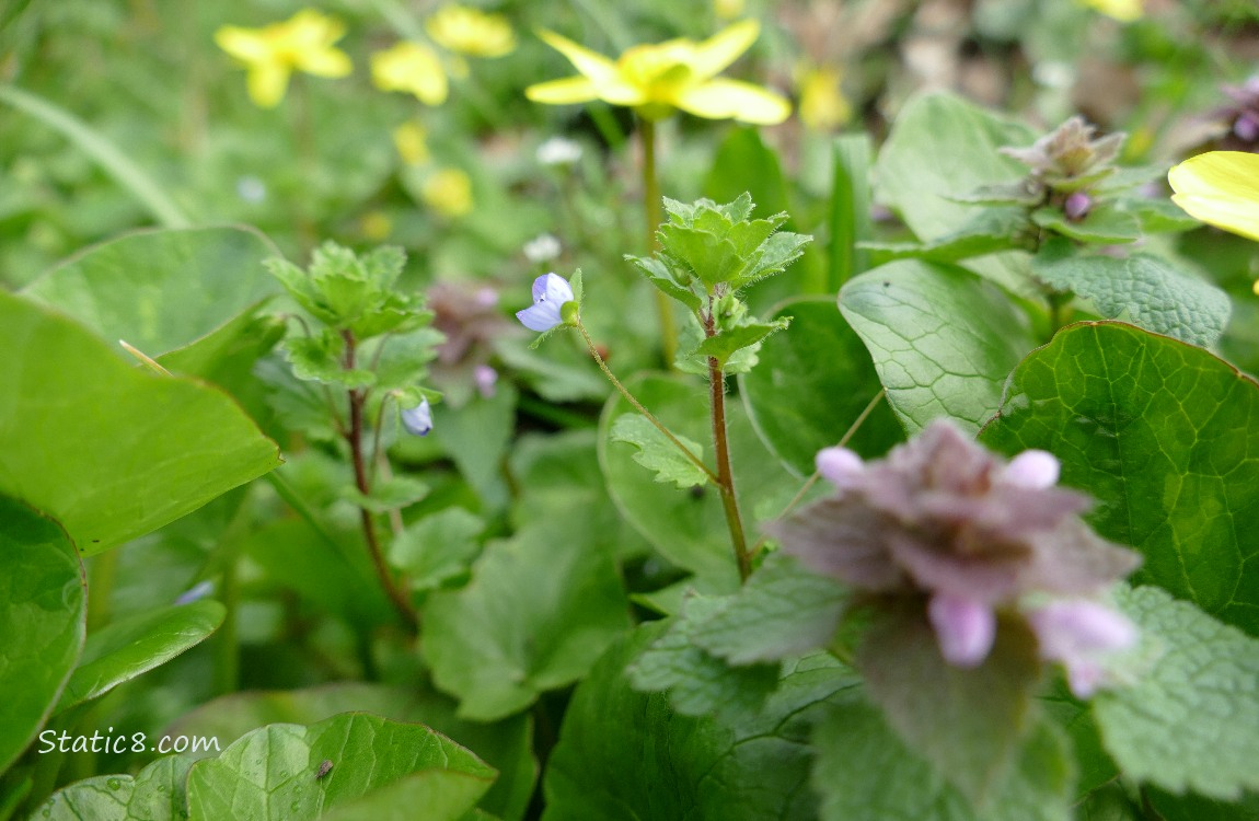 Speedwell bloom with the Dead Nettle blooms