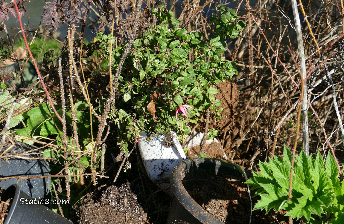 Pots and plants abandoned near the creek