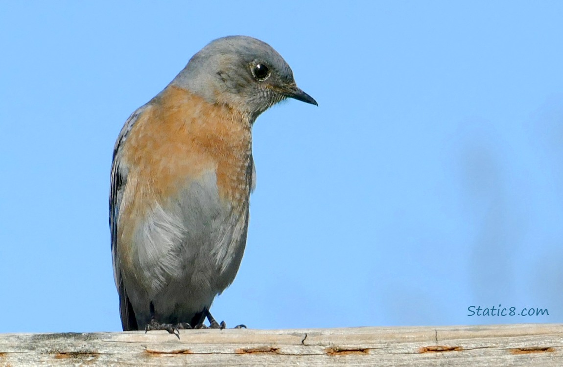 Female Bluebird standing on a wood fence