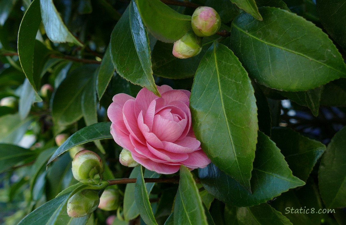 Pink Camellia bloom surrounded by buds on the bush