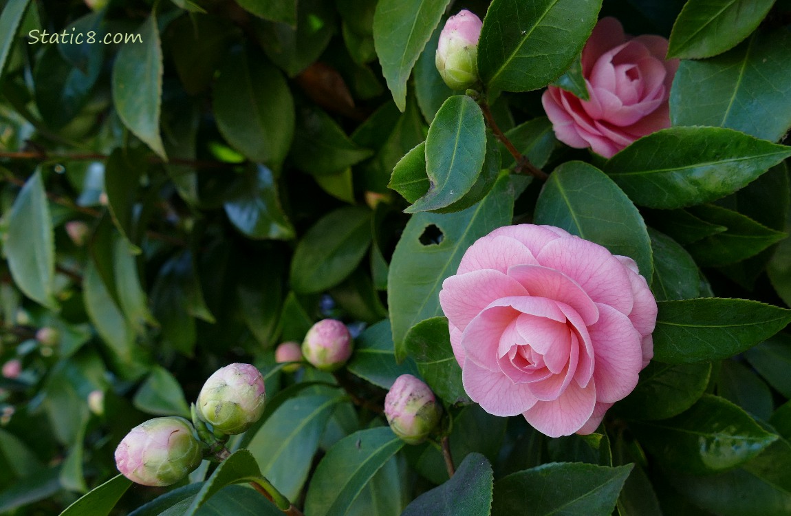 Pink Camellia blooms in the green leaves