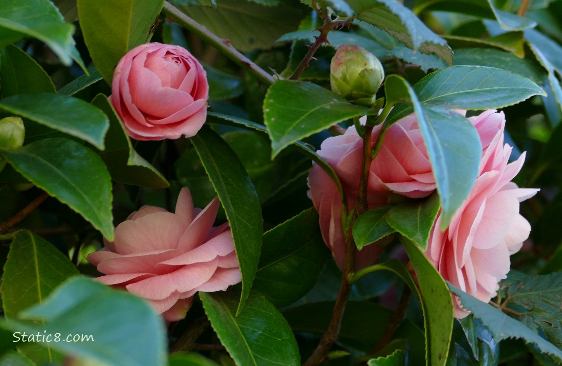 Pink Camellias blooming on the bush