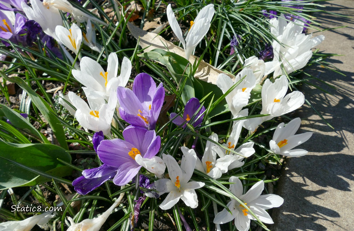 Purple and white Crocus blooms next to the sidewalk