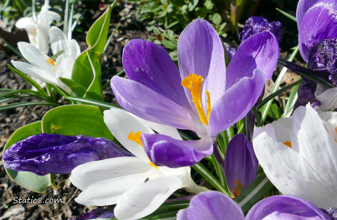 Close up of a purple Crocus surrounded by white blooms