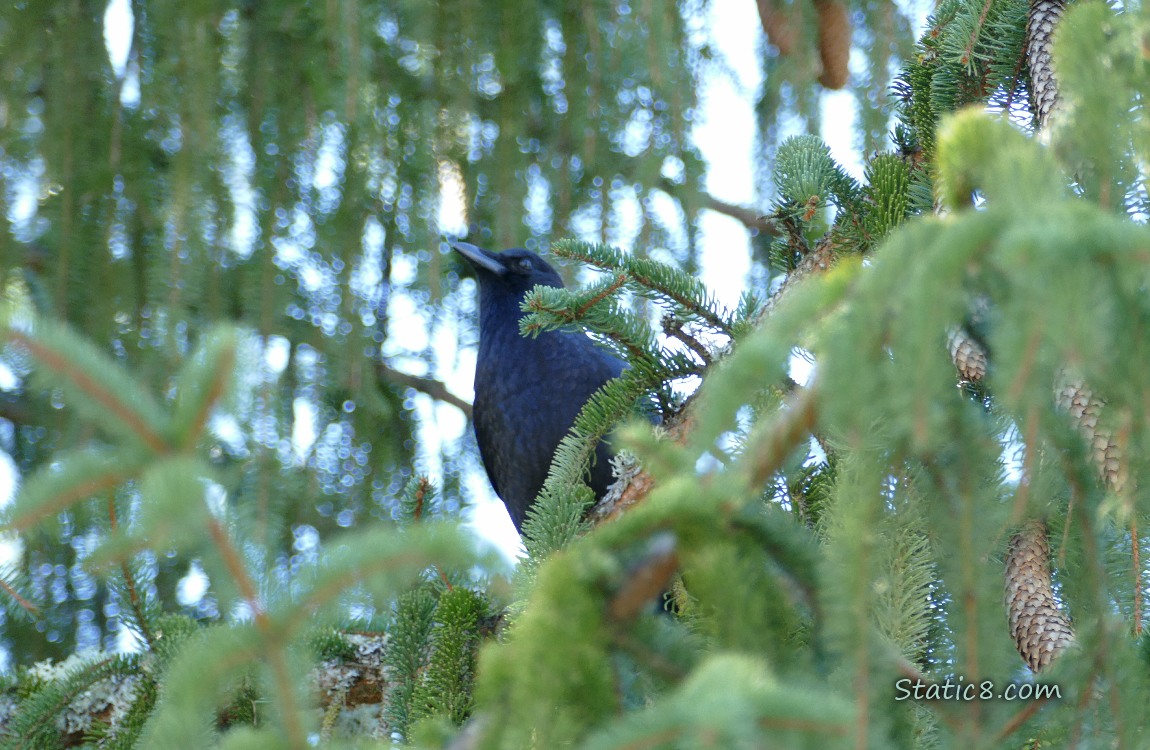 Crow standing in a fir tree