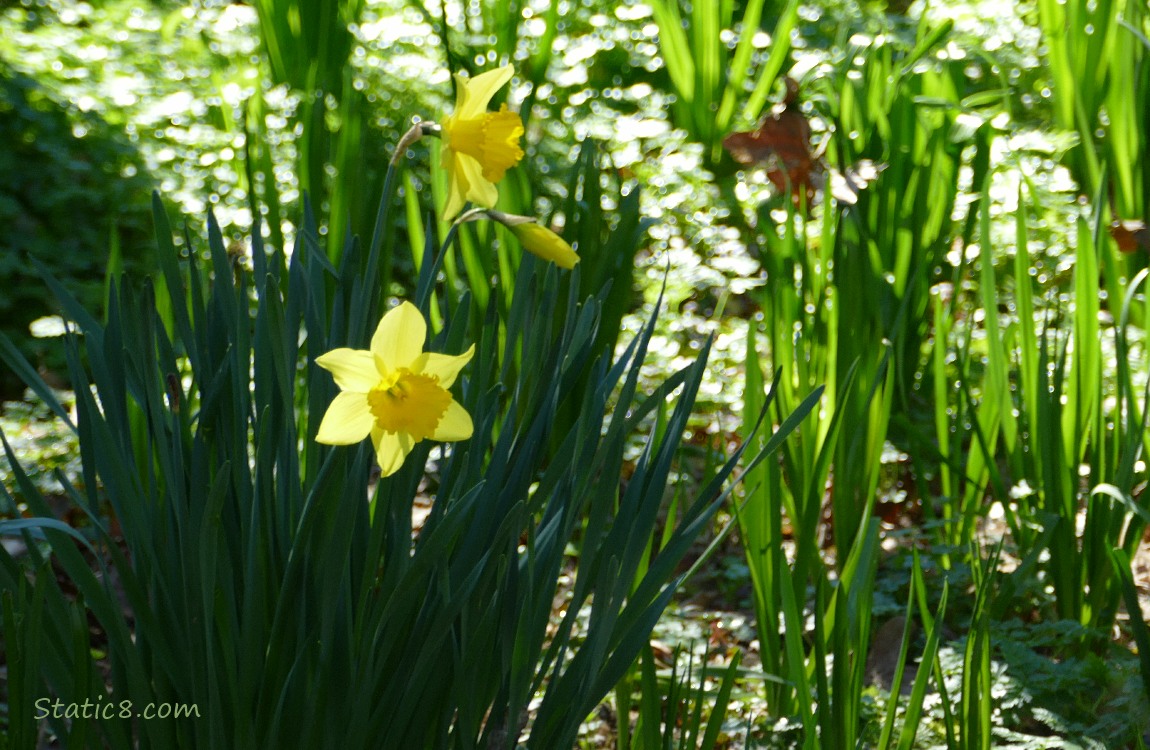 Daffodil blooms