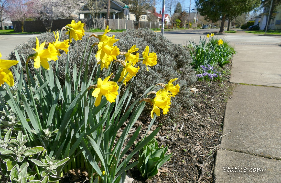 Daffodil blooms in a neighborhood hell strip