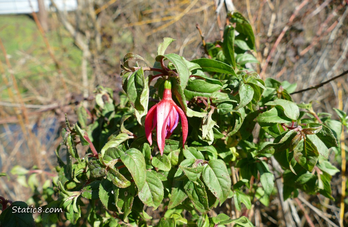 pink fuchsia bloom