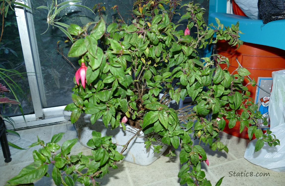 Fuchsia plant next to a sliding glass door