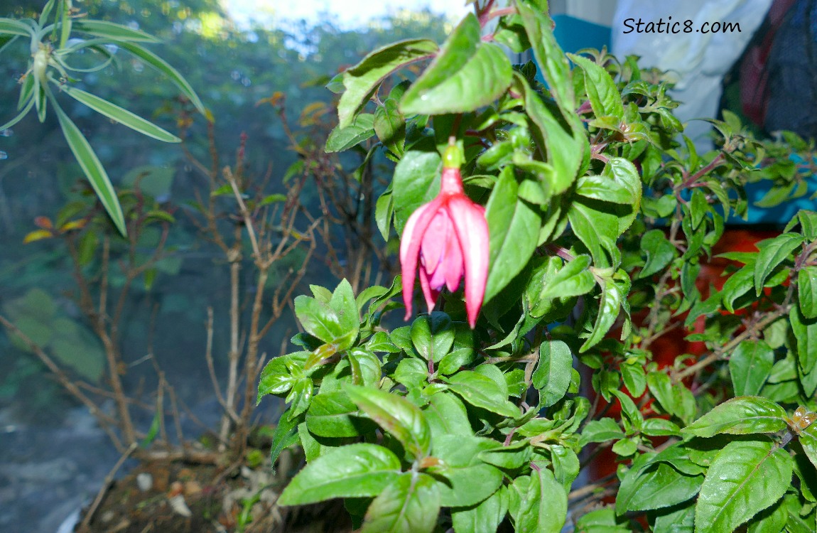 pink Fuchsia bloom on a green plant, with sticks of a dormant plant behind