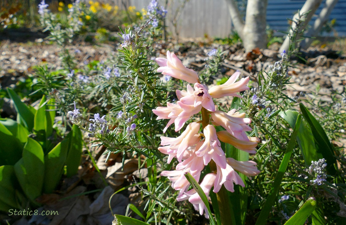 pink Hyacinth bloom in a garden bed with rosemary