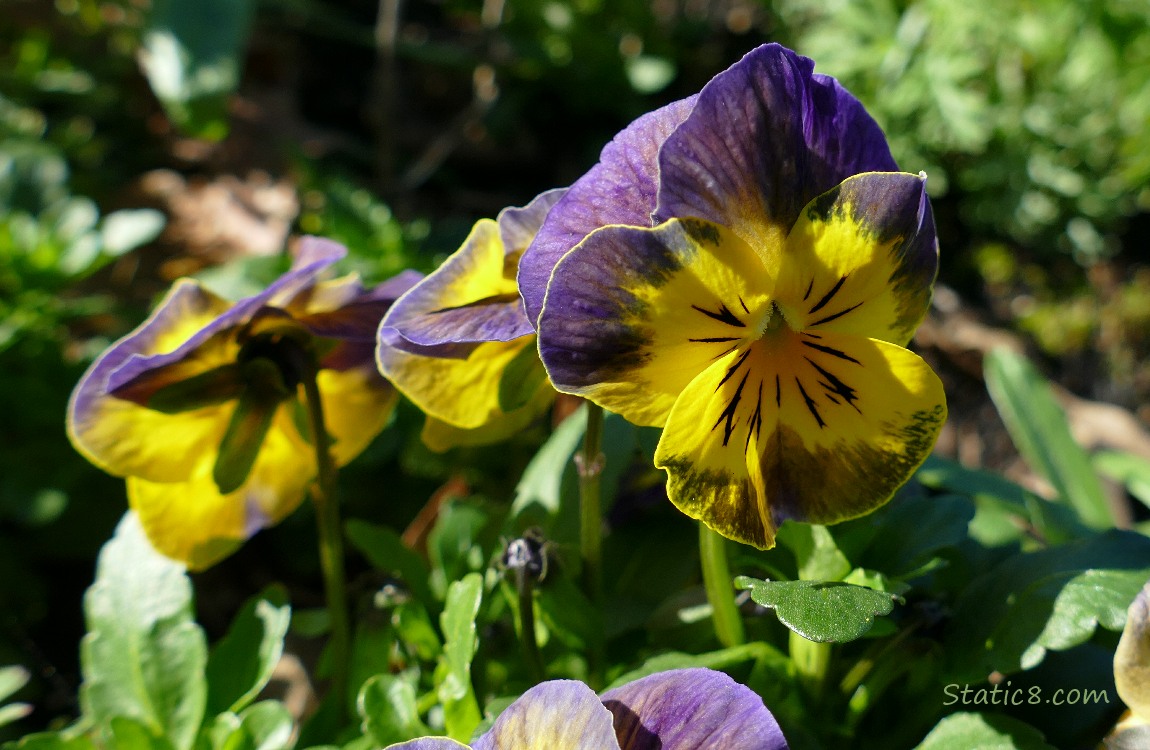 Purple and yellow Pansy blooms