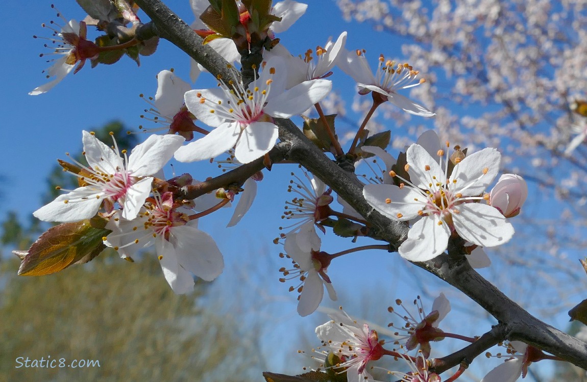 Plum blossoms against the blue sky