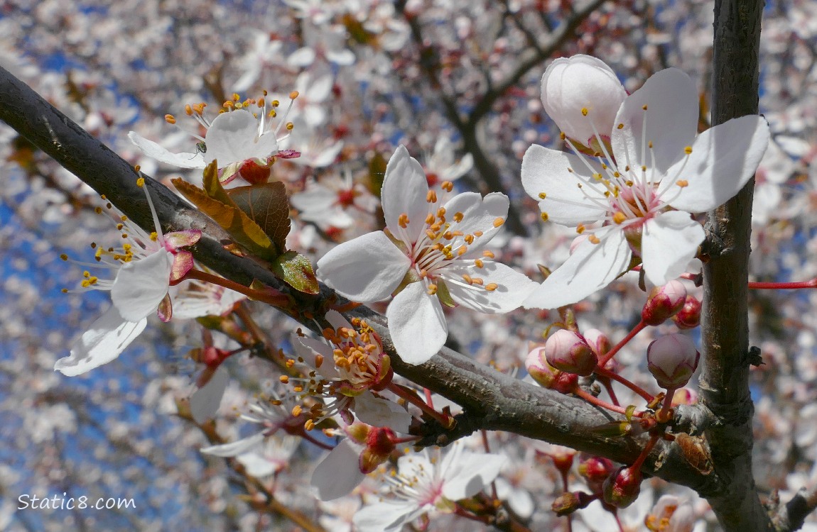 Plum blossoms in front of plum blossoms