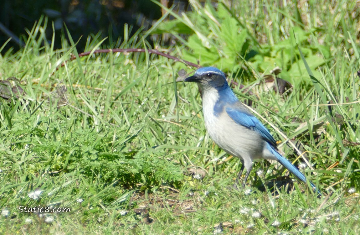 Scrub Jay standing in the grass
