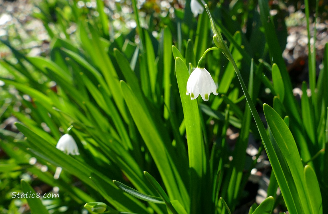 Snowdrop bloom surrounded by green leaves