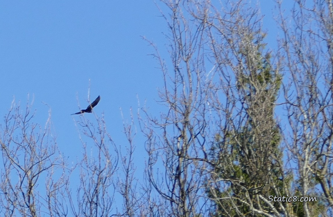 Vulture flying over the winter bare trees