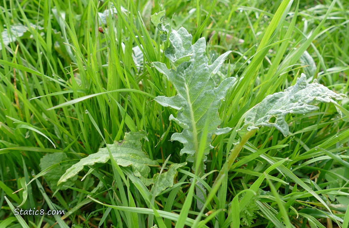 Artichoke plant growing in the grass