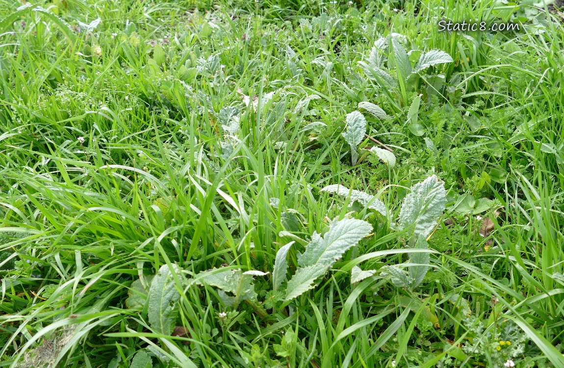 Small Artichoke plants growing in the grass