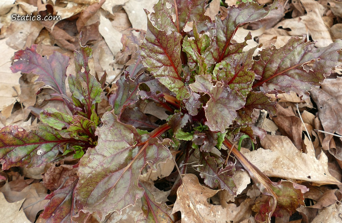 Beetroot leaves