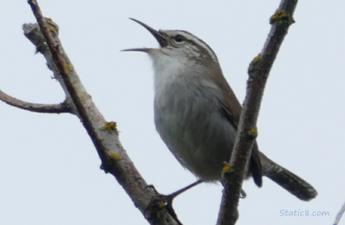 Bewick Wren standing on twigs, singing