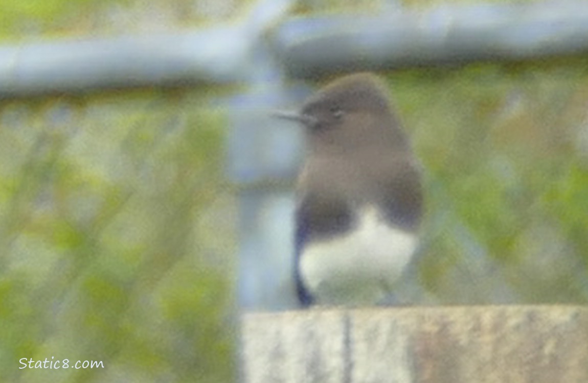 Blurry Black Phoebe standing on a wood post