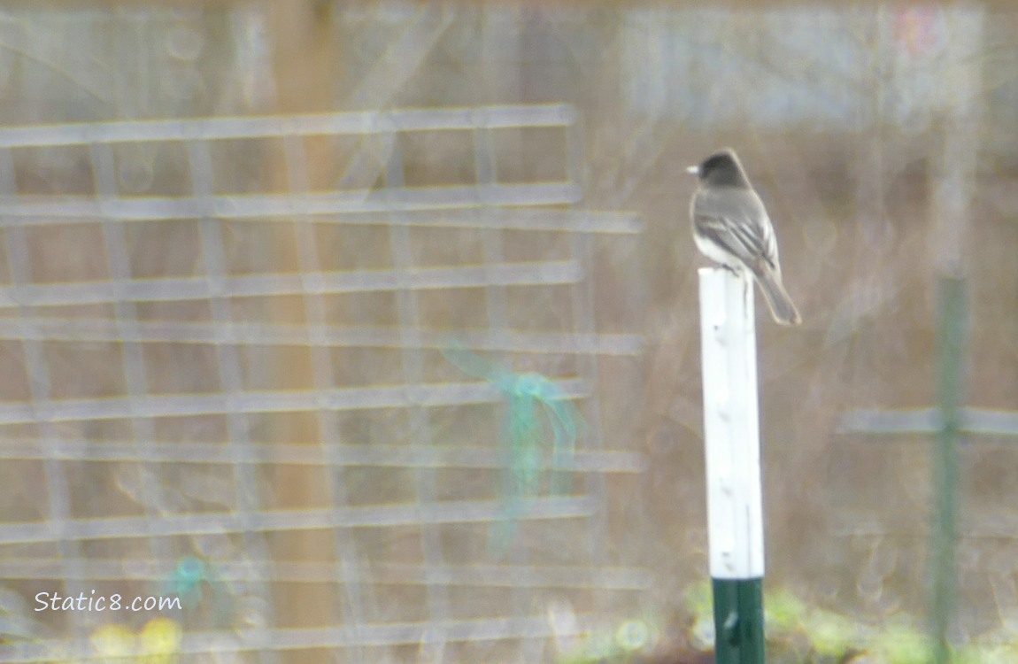 Blurry Black Phoebe standing on a metal post in a garden