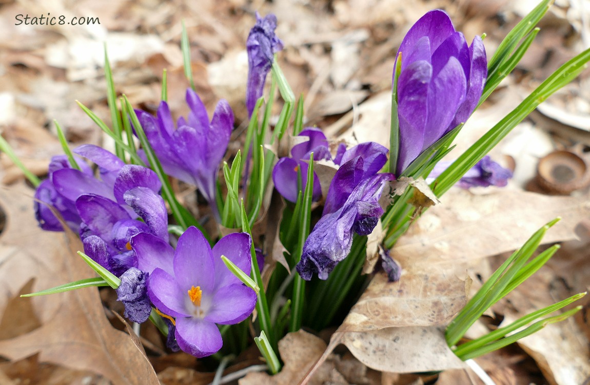 Purple Crocus blooms