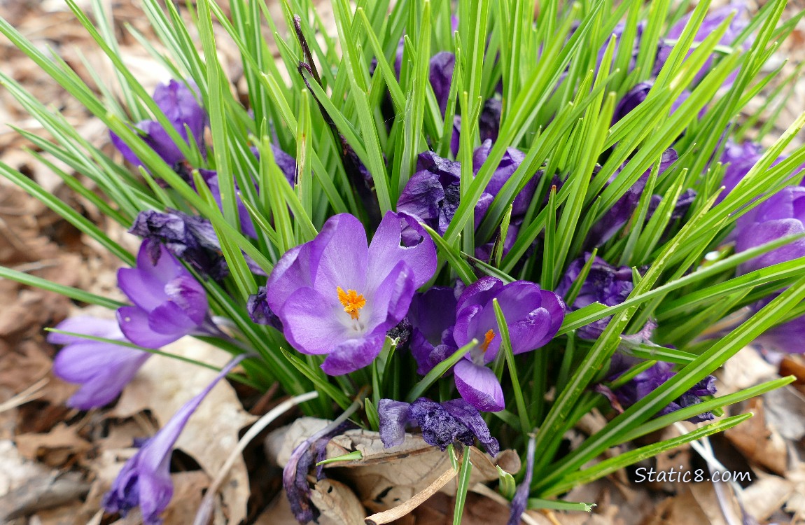 Purple Crocus blooms with green leaves