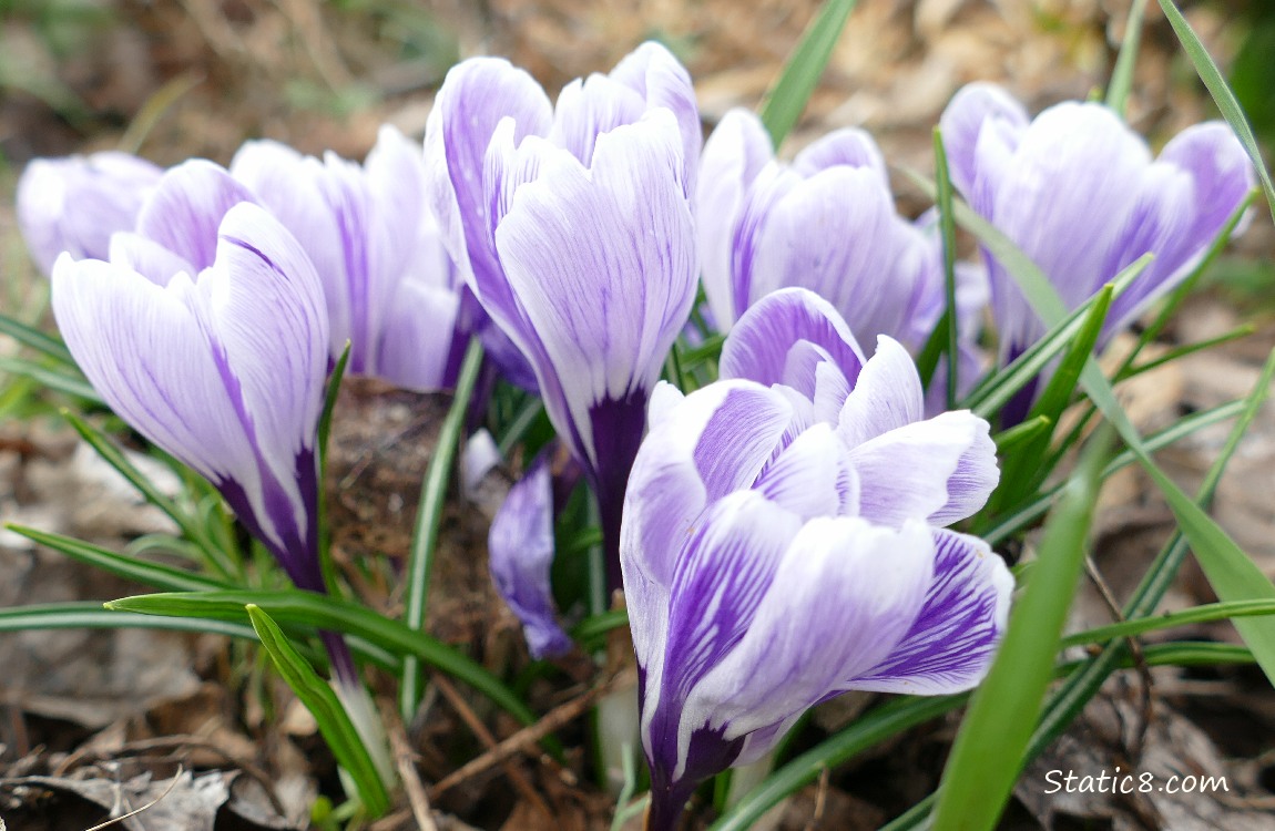 White and purple striped Crocus blooms