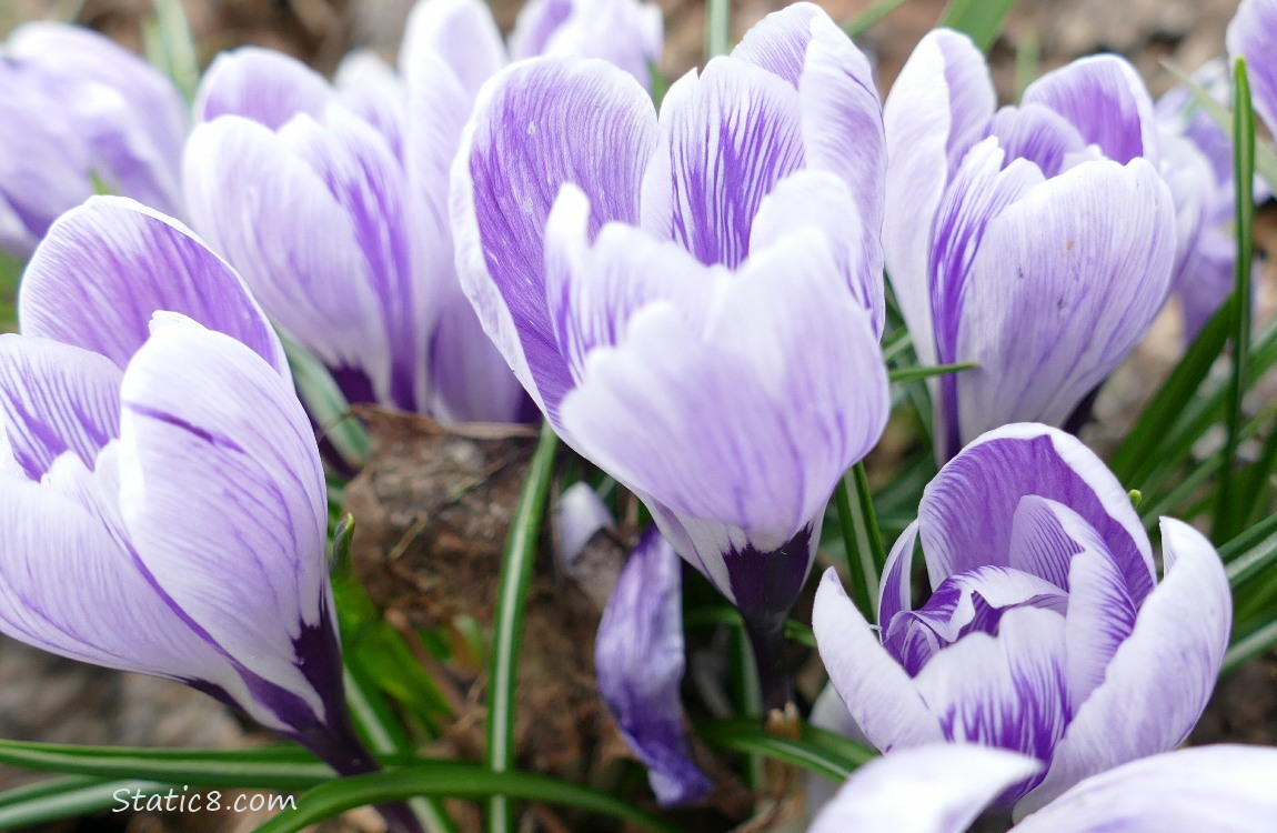 White and purple striped Crocus blooms