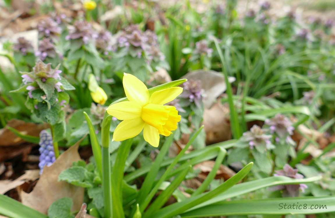Daffodil bloom with Dead Nettle