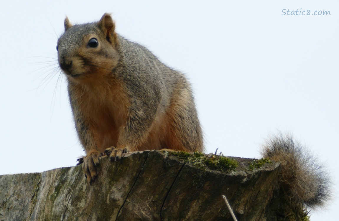Squirrel standing on a tree stump