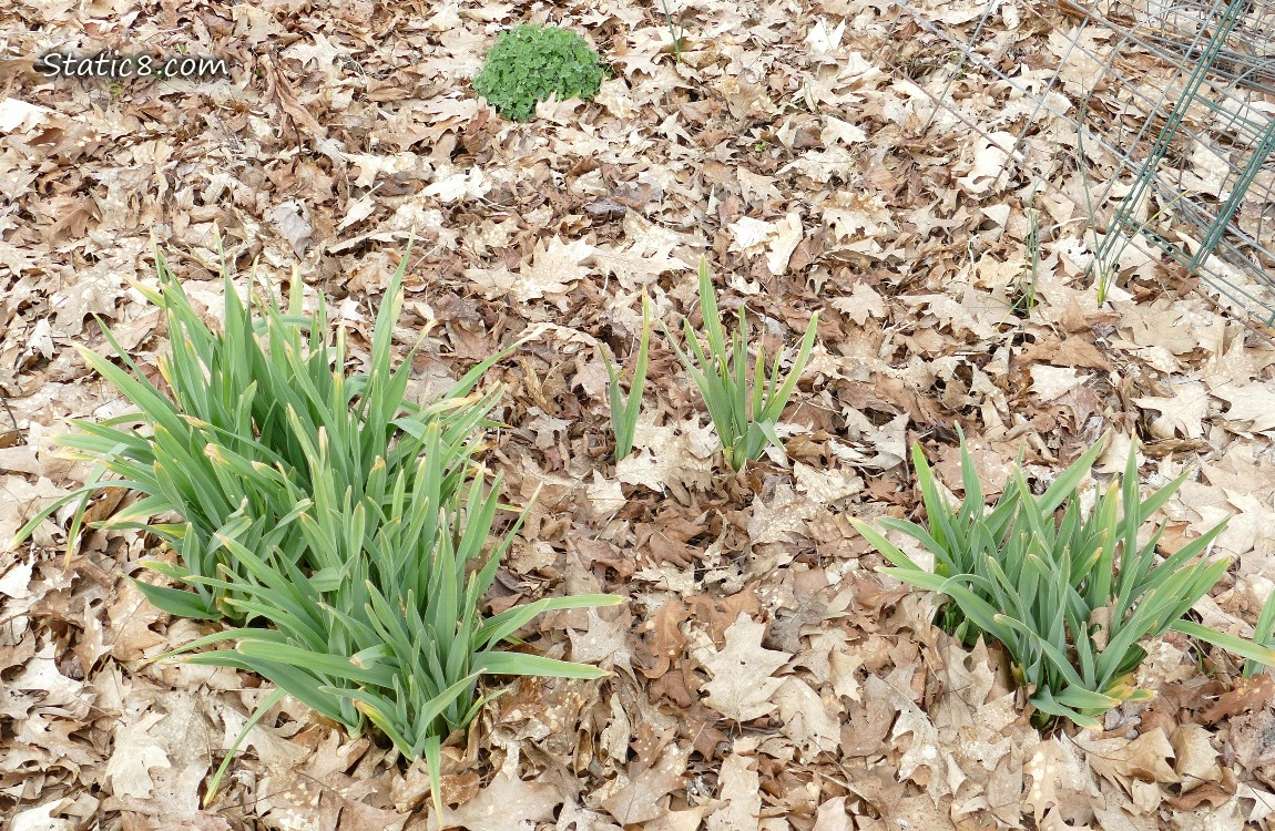 Patches of crowded Elephant Garlic growing in mulch