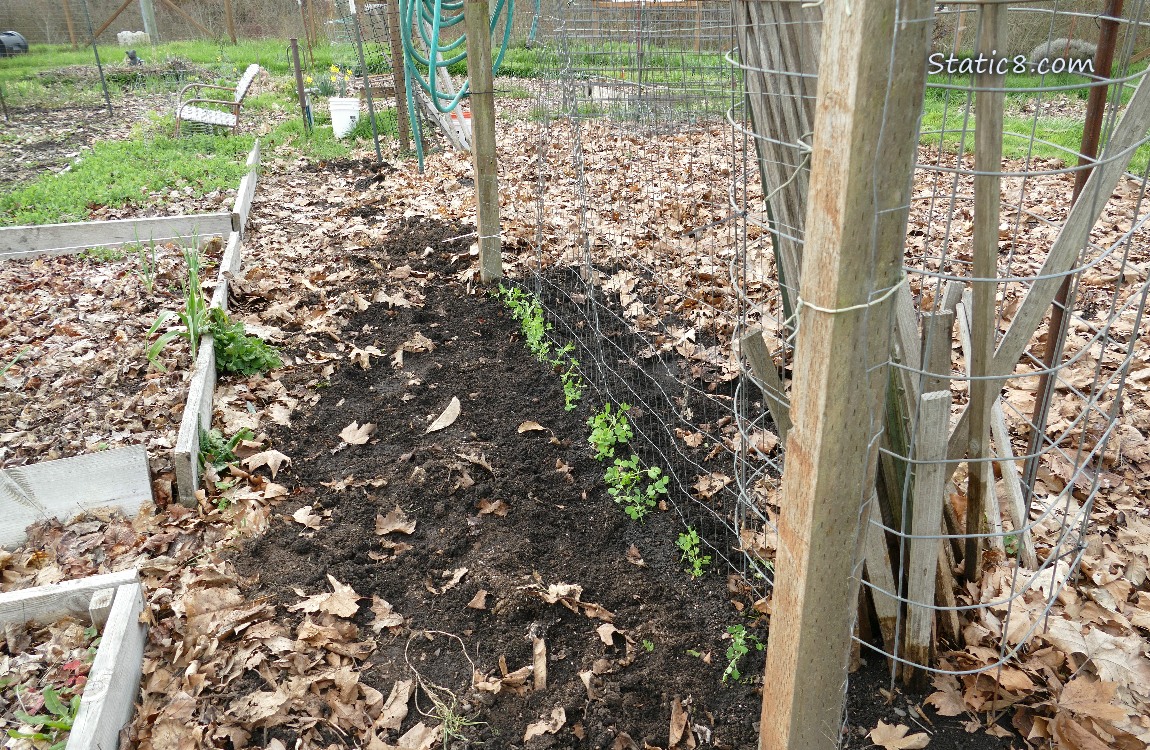 Garden plot with a row of small pea plants coming up 