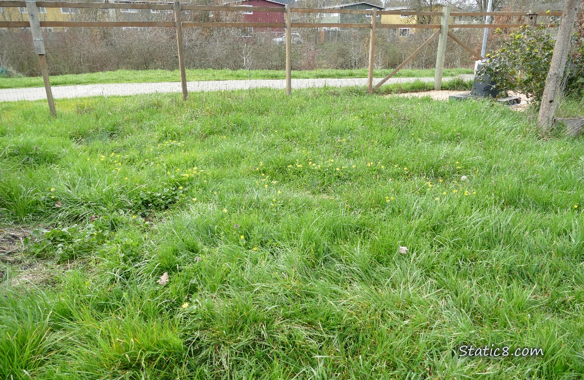Grassy area with a wood and wire fence